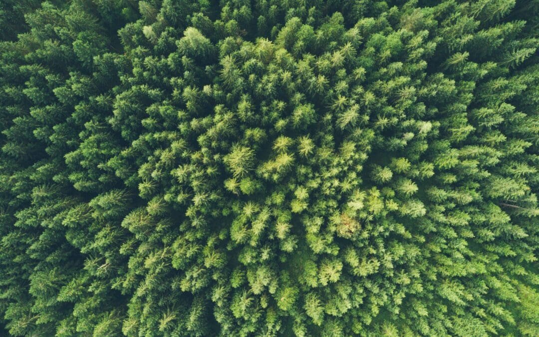 Reducing the Carbon Footprint of Digital Advertising: Steps for Sustainable Impact
